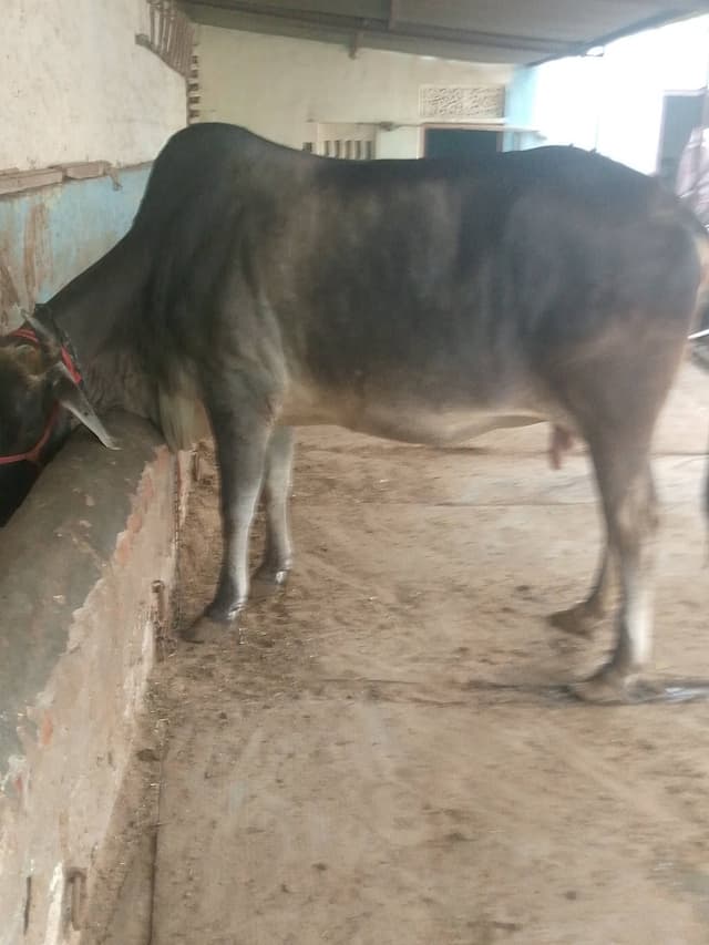 Konkaraj cow  - Konkaraj cow - चौथा ब्यात - 15L लीटर/दिन