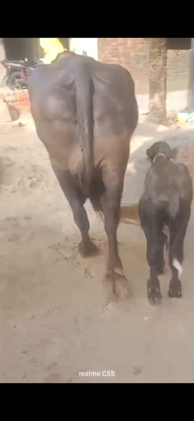 मुर्रा  - चौथा ब्यात - 15L लीटर/दिन