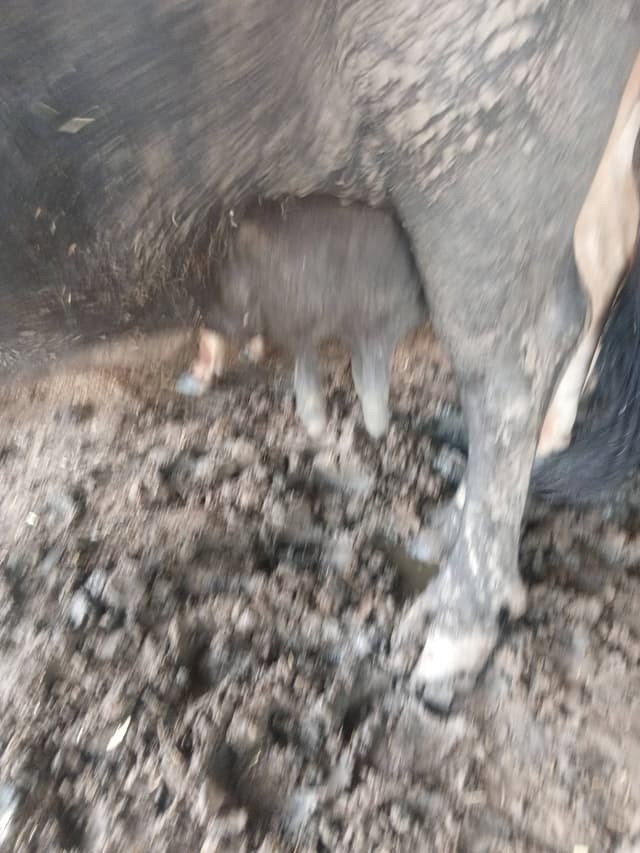 Buffalo - तीसरा ब्यात - 0L लीटर/दिन
