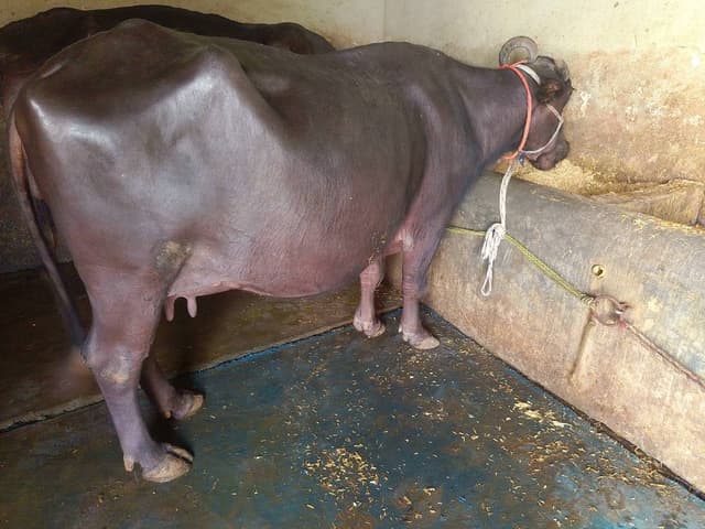 Buffalo  - Murra - तीसरा ब्यात - 10L लीटर/दिन