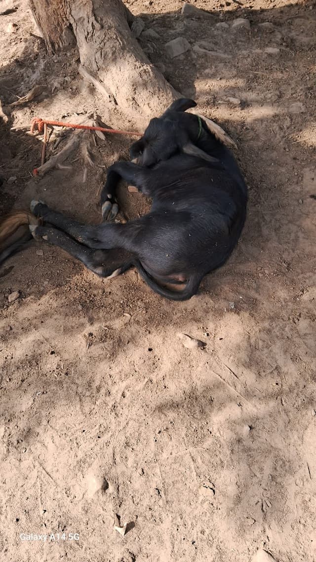 Buffalo - दूसरा ब्यात - 11L लीटर/दिन