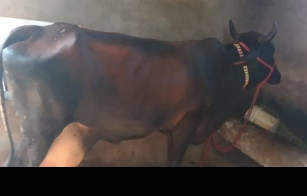 गाय (Cow) - Gir cross - दूसरा ब्यात - 22L लीटर/दिन