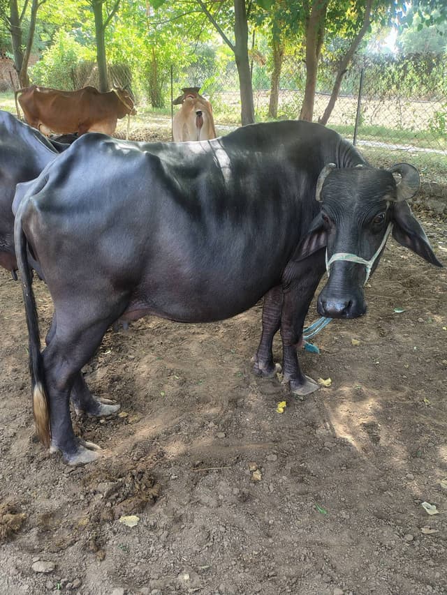 भैंस (Buffalo) - तीसरा ब्यात
