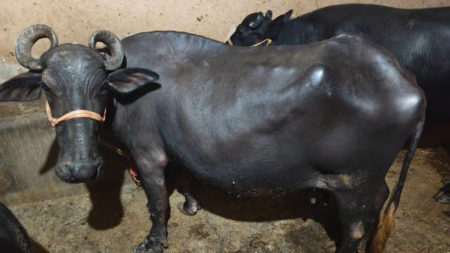 भैंस (Buffalo) - Gujarati - तीसरा ब्यात - 10L लीटर/दिन