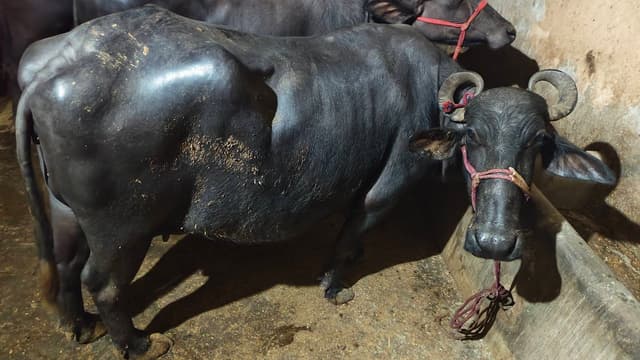 भैंस (Buffalo) - Gujarati - दूसरा ब्यात - 10L लीटर/दिन