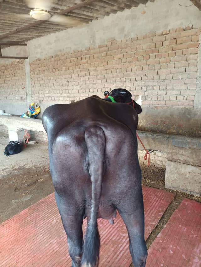 भैंस (Buffalo) - Murra - दूसरा ब्यात - 16L लीटर/दिन