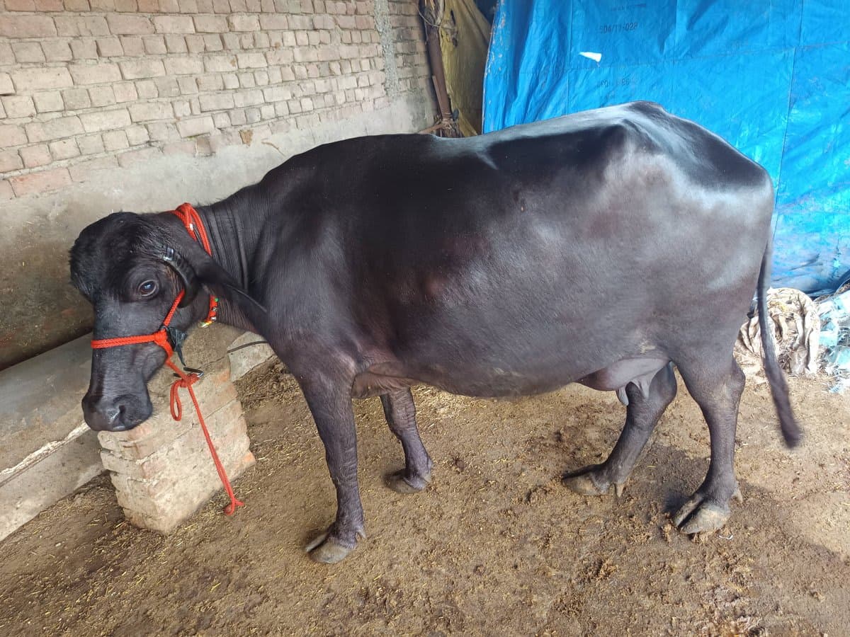 भैंस (Buffalo) - Mini - दूसरा ब्यात - 10L लीटर/दिन
