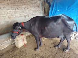 भैंस (Buffalo) - Mini - दूसरा ब्यात - 10L लीटर/दिन