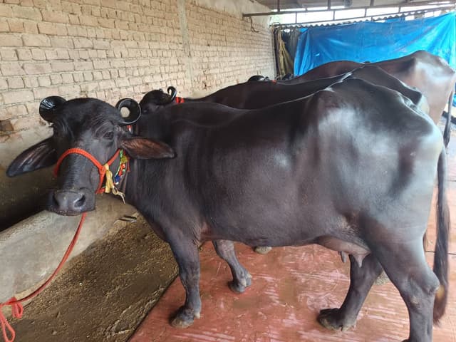 भैंस (Buffalo) - Morra - दूसरा ब्यात - 11L लीटर/दिन