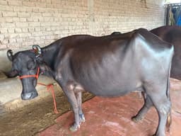 भैंस (Buffalo) - Hr - दूसरा ब्यात - 11L लीटर/दिन