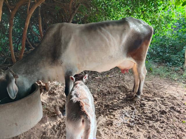 गाय (Cow) - तीसरा ब्यात - 15L लीटर/दिन