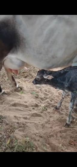 गाय (Cow) - तीसरा ब्यात - 15L लीटर/दिन
