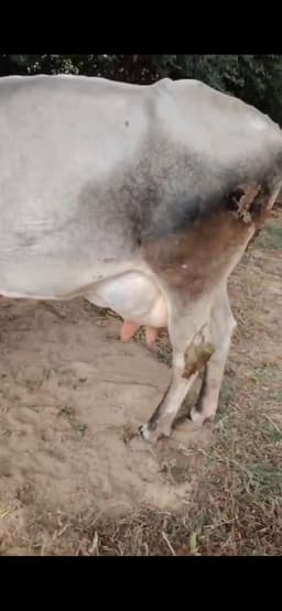 गाय (Cow) - तीसरा ब्यात - 15L लीटर/दिन
