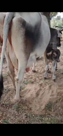 गाय (Cow) - तीसरा ब्यात - 15L लीटर/दिन