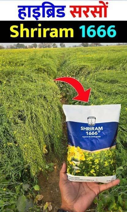 सरसों (Mustard)