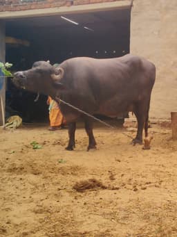 Haryanvi