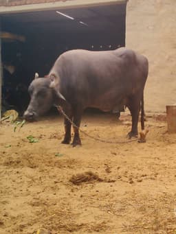 Haryanvi