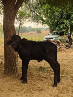 Haryanvi