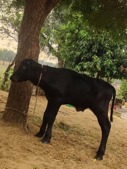 Haryanvi