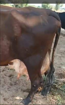 Cow - तीसरा ब्यात - 16L लीटर/दिन