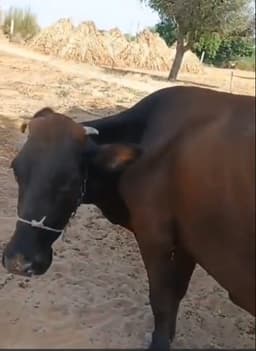 Cow - तीसरा ब्यात - 16L लीटर/दिन
