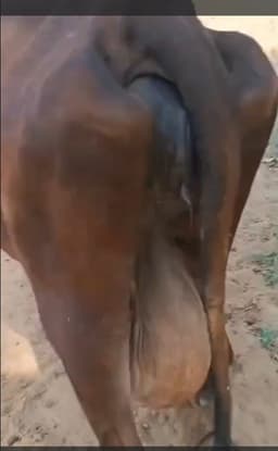 Cow - तीसरा ब्यात - 16L लीटर/दिन