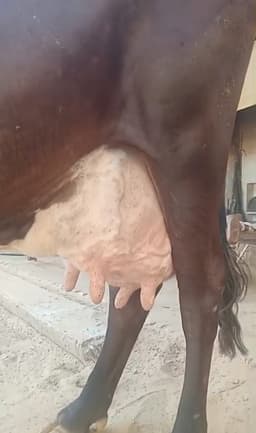 Cow - तीसरा ब्यात - 16L लीटर/दिन