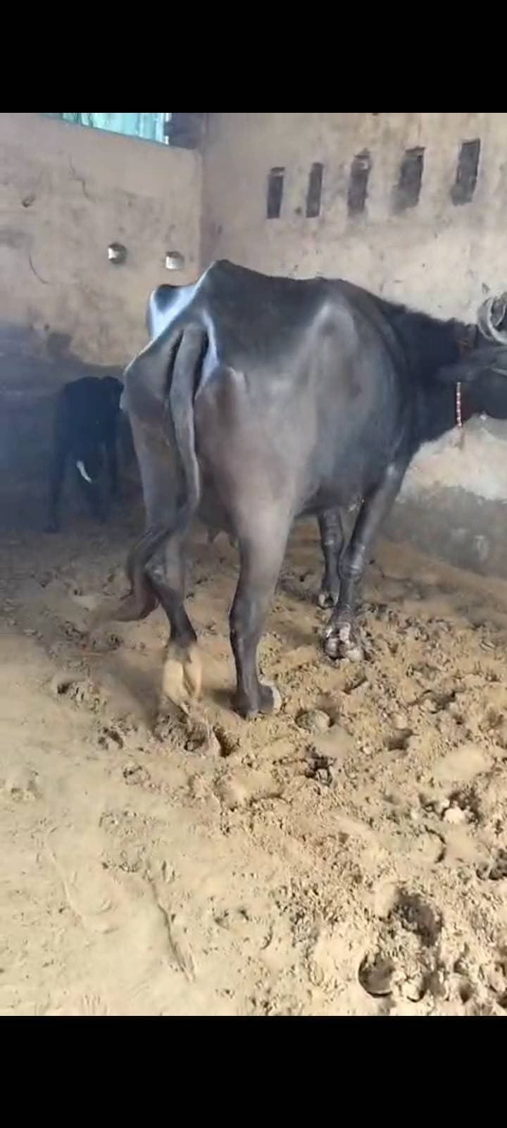 Buffalo  - Mura cross - दूसरा ब्यात - 8L लीटर/दिन