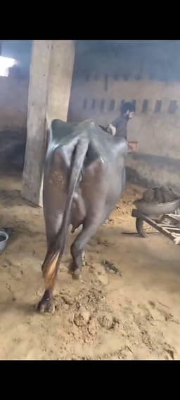 Buffalo  - Mura cross - दूसरा ब्यात - 8L लीटर/दिन