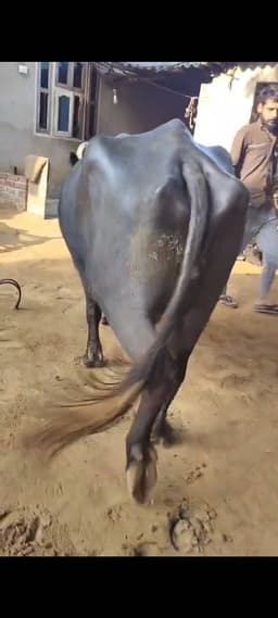 Buffalo  - Mura cross - दूसरा ब्यात - 8L लीटर/दिन