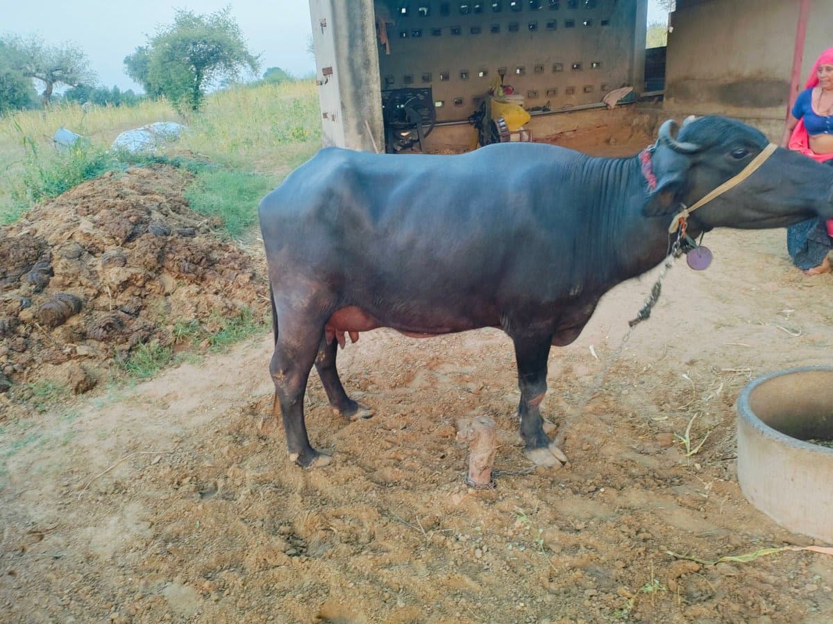 भैंस (Buffalo) - Murra - दूसरा ब्यात - 13L लीटर/दिन