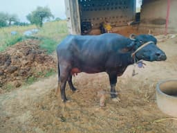 भैंस (Buffalo) - Murra - दूसरा ब्यात - 13L लीटर/दिन