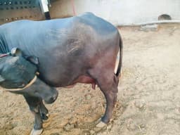 भैंस (Buffalo) - Murra - दूसरा ब्यात - 13L लीटर/दिन