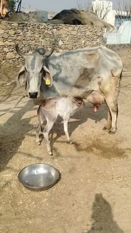 Desi Cow