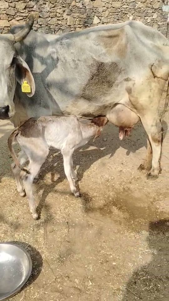 Desi Cow