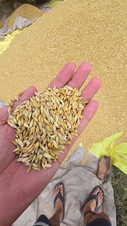 जौ (Barley)
