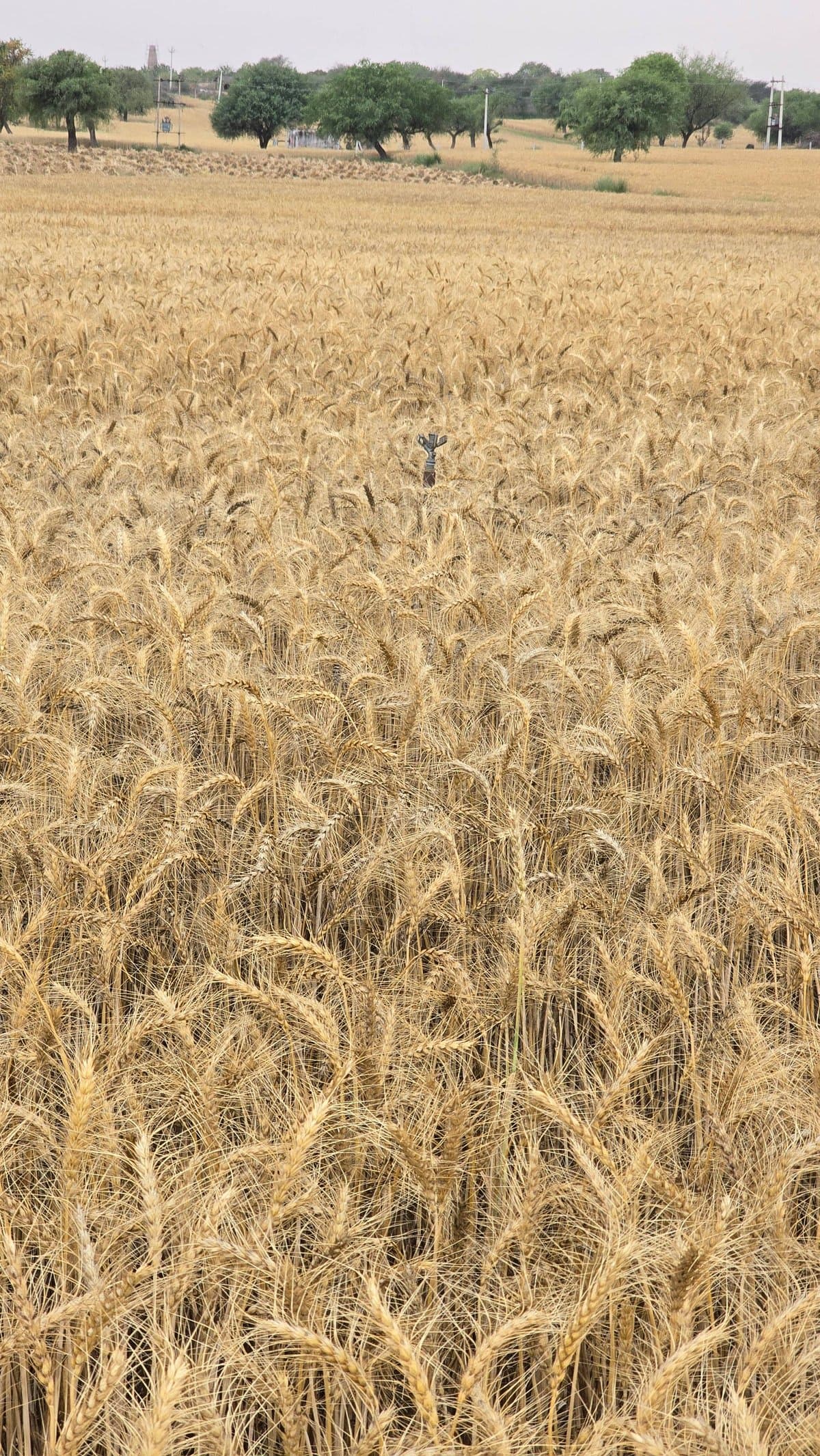 गेहूं (Wheat)