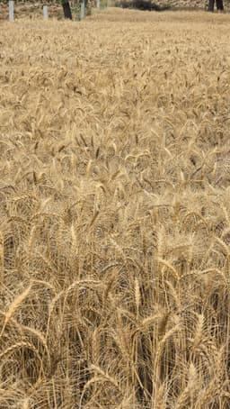 गेहूं (Wheat)