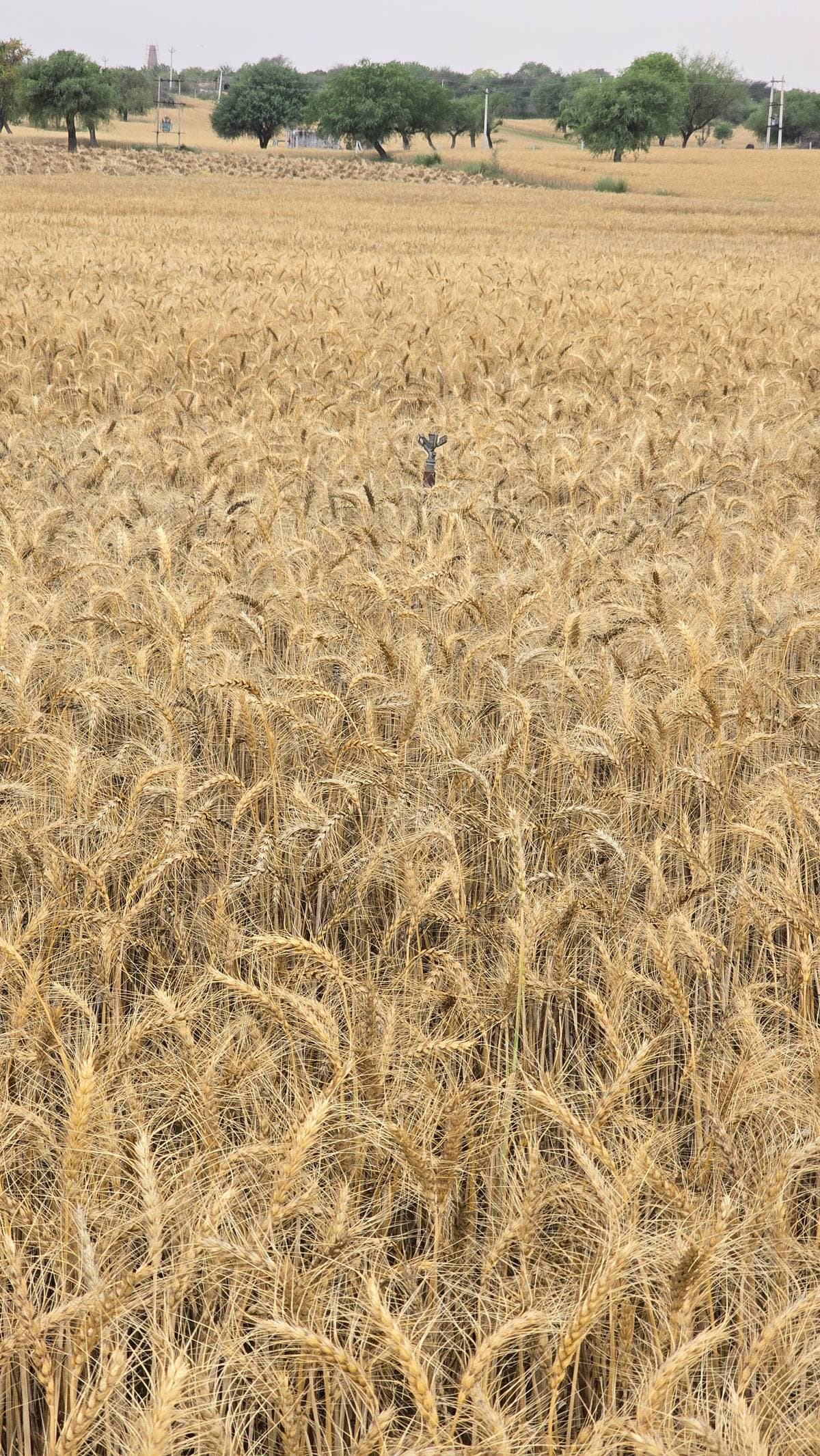 गेहूं (Wheat)
