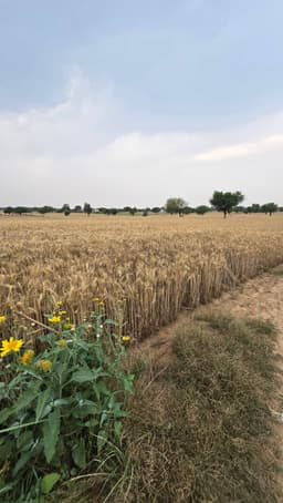 गेहूं (Wheat)