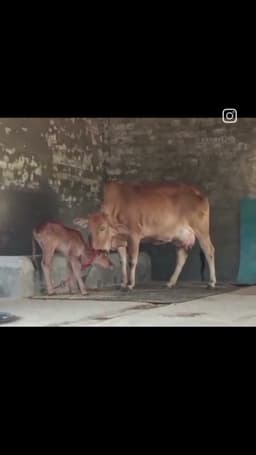 Sahiwal Cow