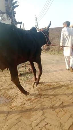 Dogali Cow
