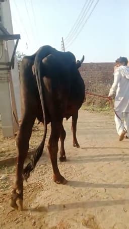 Dogali Cow