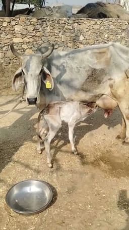 Desi Cow