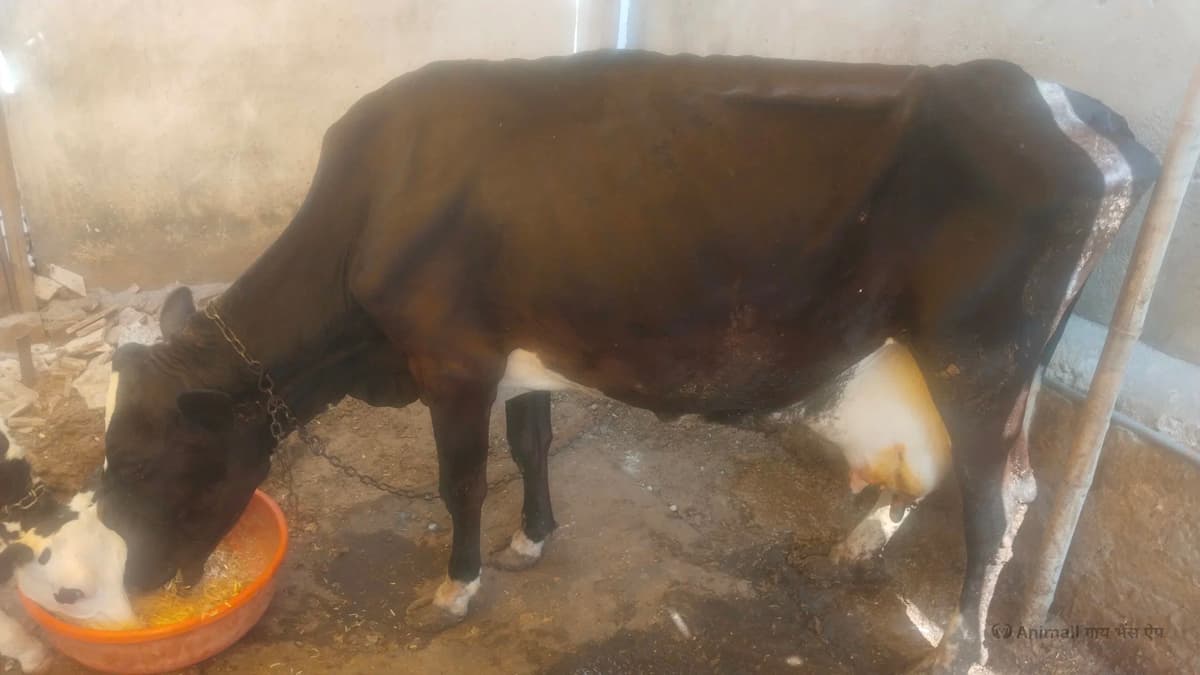 HF Cow