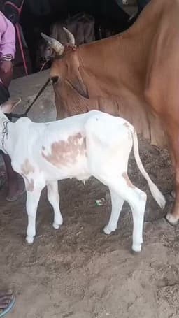 Sahiwal Cross Cow