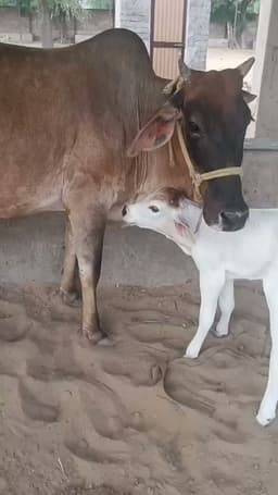Sahiwal Cow