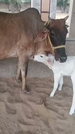 Sahiwal Cow