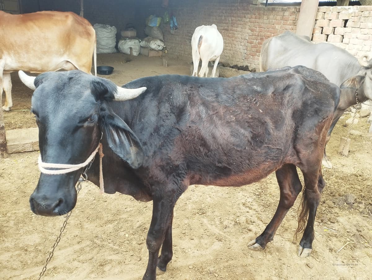 Gir Cross Cow