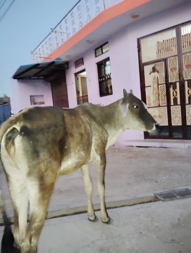 Desi Cow